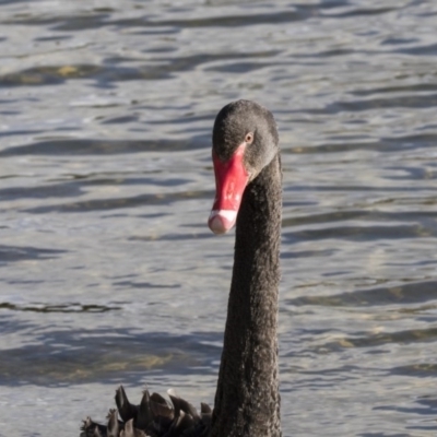 Cygnus atratus (Black Swan) at Gungahlin, ACT - 28 Jul 2017 by AlisonMilton