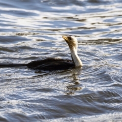 Microcarbo melanoleucos (Little Pied Cormorant) at Yerrabi Pond - 27 Jul 2017 by Alison Milton