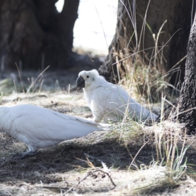 Cacatua galerita (Sulphur-crested Cockatoo) at Gungahlin, ACT - 27 Jul 2017 by Alison Milton