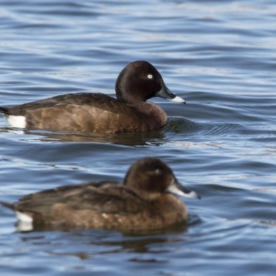 Aythya australis (Hardhead) at Amaroo, ACT - 28 Jul 2017 by AlisonMilton