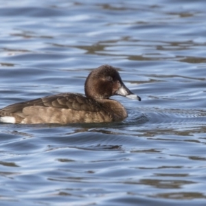 Aythya australis at Amaroo, ACT - 28 Jul 2017