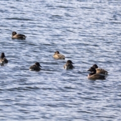 Aythya australis at Amaroo, ACT - 28 Jul 2017 09:29 AM