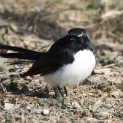 Rhipidura leucophrys (Willie Wagtail) at Yerrabi Pond - 27 Jul 2017 by Alison Milton