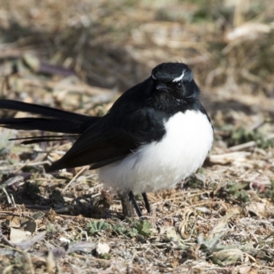 Rhipidura leucophrys (Willie Wagtail) at Gungahlin, ACT - 28 Jul 2017 by AlisonMilton