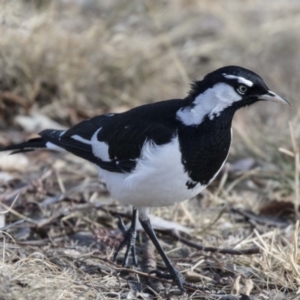 Grallina cyanoleuca at Gungahlin, ACT - 28 Jul 2017 09:55 AM