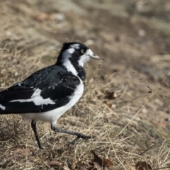 Grallina cyanoleuca at Gungahlin, ACT - 28 Jul 2017