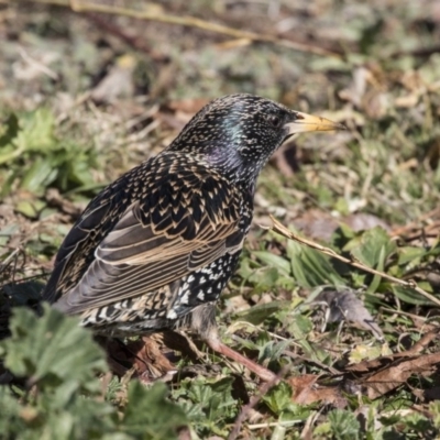 Sturnus vulgaris (Common Starling) at Gungahlin, ACT - 28 Jul 2017 by AlisonMilton