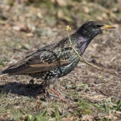 Sturnus vulgaris at Gungahlin, ACT - 28 Jul 2017