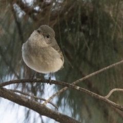 Pachycephala pectoralis at Amaroo, ACT - 28 Jul 2017 10:02 AM