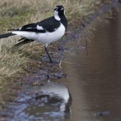 Grallina cyanoleuca (Magpie-lark) at Amaroo, ACT - 28 Jul 2017 by Alison Milton