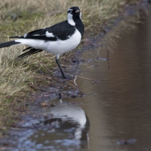 Grallina cyanoleuca at Amaroo, ACT - 28 Jul 2017