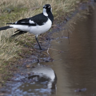 Grallina cyanoleuca (Magpie-lark) at Yerrabi Pond - 28 Jul 2017 by Alison Milton