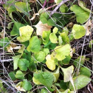 Viola odorata at Hughes, ACT - 27 Jul 2017