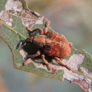 Gonipterus sp. (genus) at Paddys River, ACT - 9 Dec 2014 07:09 PM