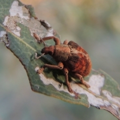 Gonipterus sp. (genus) at Paddys River, ACT - 9 Dec 2014 07:09 PM