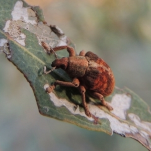 Gonipterus sp. (genus) at Paddys River, ACT - 9 Dec 2014 07:09 PM