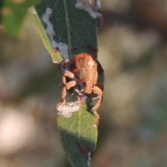 Gonipterus sp. (genus) at Paddys River, ACT - 9 Dec 2014