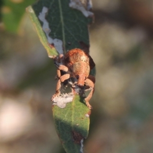 Gonipterus sp. (genus) at Paddys River, ACT - 9 Dec 2014