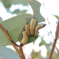 Paropsisterna cloelia (Eucalyptus variegated beetle) at Paddys River, ACT - 9 Dec 2014 by michaelb