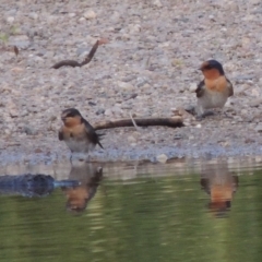 Hirundo neoxena (Welcome Swallow) at Paddys River, ACT - 1 Dec 2013 by MichaelBedingfield