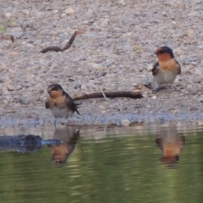Hirundo neoxena (Welcome Swallow) at Paddys River, ACT - 1 Dec 2013 by michaelb