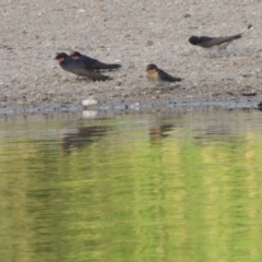 Hirundo neoxena at Paddys River, ACT - 1 Dec 2013