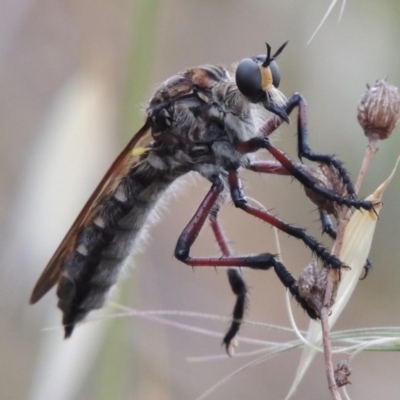 Chrysopogon muelleri (Robber fly) at Point Hut to Tharwa - 1 Dec 2014 by michaelb