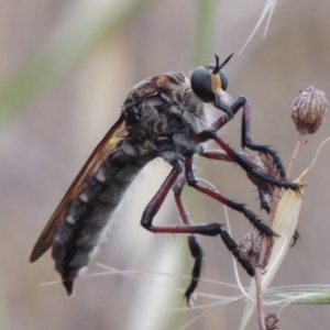 Chrysopogon muelleri at Tharwa, ACT - 1 Dec 2014