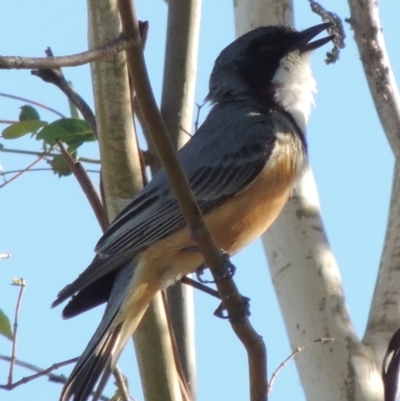 Pachycephala rufiventris (Rufous Whistler) at Rob Roy Range - 27 Mar 2017 by michaelb