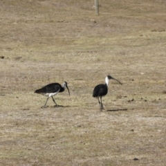 Threskiornis spinicollis (Straw-necked Ibis) at Mount Mugga Mugga - 28 Jul 2017 by Mike