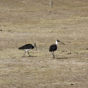 Threskiornis spinicollis at Jerrabomberra, ACT - 28 Jul 2017