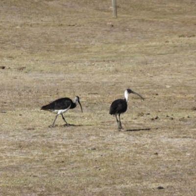 Threskiornis spinicollis (Straw-necked Ibis) at Mount Mugga Mugga - 28 Jul 2017 by Mike