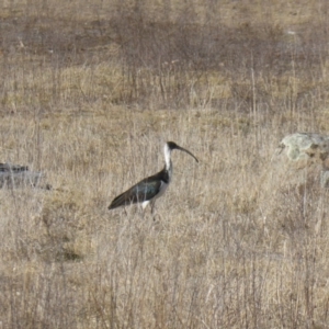 Threskiornis spinicollis at Jerrabomberra, ACT - 28 Jul 2017