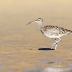 Numenius phaeopus (Whimbrel) at Merimbula, NSW - 29 Jul 2017 by Leo