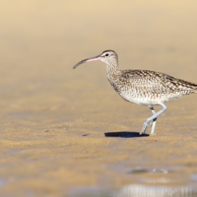 Numenius phaeopus (Whimbrel) at Merimbula, NSW - 28 Jul 2017 by Leo