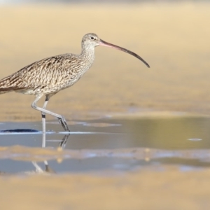 Numenius madagascariensis at Merimbula, NSW - 29 Jul 2017