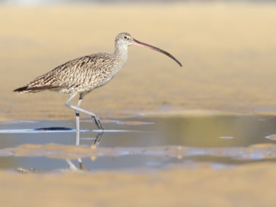 Numenius madagascariensis (Eastern Curlew) at Merimbula, NSW - 29 Jul 2017 by Leo