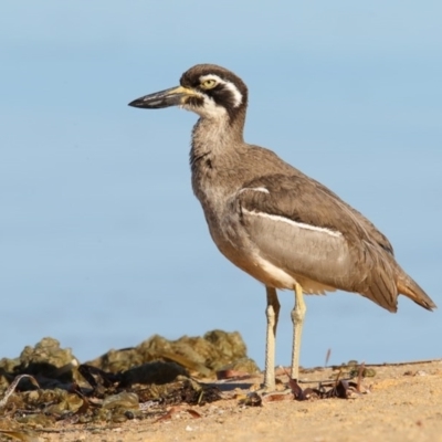 Esacus magnirostris (Beach Stone-curlew) at Merimbula, NSW - 29 Jul 2017 by Leo