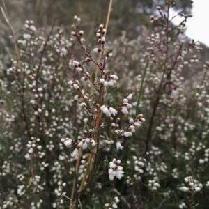 Cryptandra amara at Jerrabomberra, NSW - 29 Jul 2017