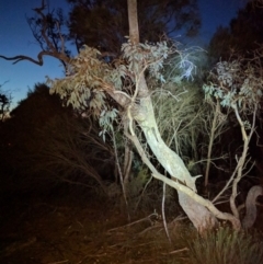 Petaurus notatus (Krefft’s Glider, Sugar Glider) at Majura, ACT - 29 Jul 2017 by WalterEgo