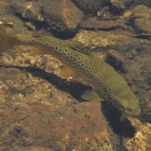 Salmo trutta at Paddys River, ACT - 30 Nov 2016 01:13 PM