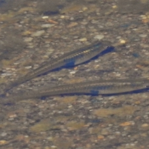 Gambusia holbrooki at Forde, ACT - 11 Nov 2016