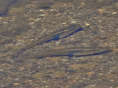 Gambusia holbrooki (Gambusia, Plague minnow, Mosquito fish) at Forde, ACT - 11 Nov 2016 by JohnBundock