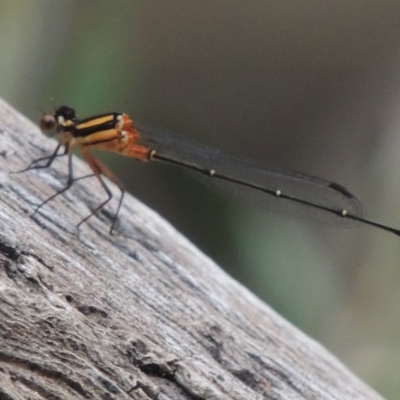 Nososticta solida (Orange Threadtail) at Greenway, ACT - 3 Jan 2016 by MichaelBedingfield