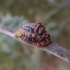 Icerya acaciae (Acacia mealy bug) at Pine Island to Point Hut - 5 Jan 2016 by MichaelBedingfield