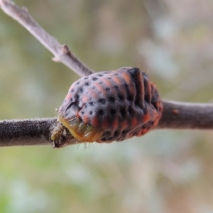 Icerya acaciae at Greenway, ACT - 5 Jan 2016 07:13 PM