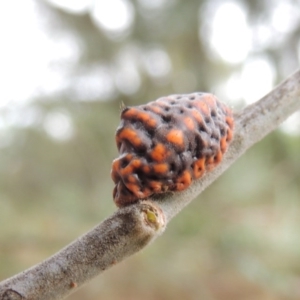 Icerya acaciae at Greenway, ACT - 5 Jan 2016