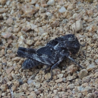 Gastrimargus musicus (Yellow-winged Locust or Grasshopper) at Greenway, ACT - 13 Jan 2016 by michaelb