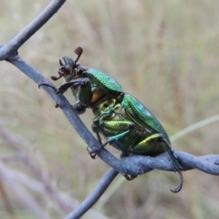 Lamprima aurata (Golden stag beetle) at Pine Island to Point Hut - 13 Jan 2016 by michaelb