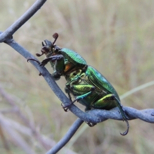 Lamprima aurata at Greenway, ACT - 13 Jan 2016